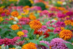 lindas flores de zínia em um jardim foto