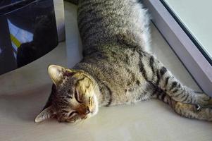 gato dormindo postura muito relaxada foto