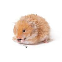 hamster em uma cesta isolada em um fundo branco foto