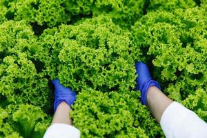 mulher de luvas azuis com salada verde nos braços foto