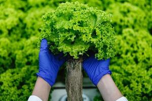 mulher com luvas azuis segurando salada verde foto