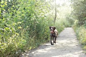 um jovem cão de caça da raça kurz-haar corre ao longo de um caminho na floresta no parque. férias de verão foto