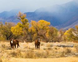 dois cavalos castanhos, vale de Owens, Califórnia