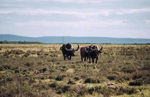 cidade do cabo, áfrica do sul, 2020 - búfalo de água no campo durante o dia foto