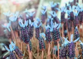 flores mágicas azuis em um jardim foto