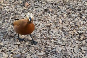 pato em pé sobre um revestimento de lascas de madeira perto do lago foto