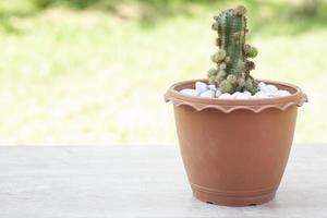 pequeno cacto com brotos em pote de plástico marrom colocado sobre uma mesa de madeira na varanda da casa. foto