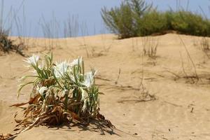 pancrasium cresce na areia nas margens do mar mediterrâneo. foto