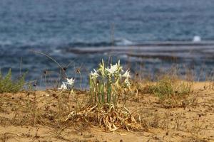 pancrasium cresce na areia nas margens do mar mediterrâneo. foto