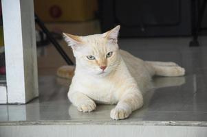 foto de um gato tailandês branco e amarelo deitado no chão.