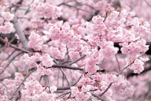 cor pastel suave, linda flor de cerejeira. fundo de primavera com flores de sakura rosa. foto