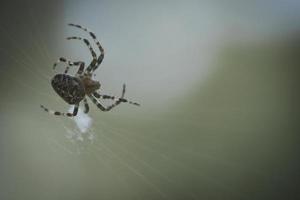 cruzar aranha em uma teia de aranha, à espreita de presas. fundo desfocado foto