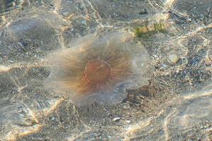 água-viva de fogo na costa nadando em água salgada. areia em padrão de ondas. foto