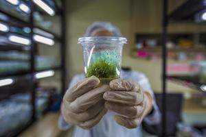 cultura de tecidos ou cultura de plantas foto