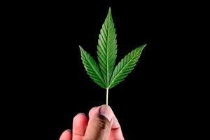 folhas de cannabis em um fundo preto para facilitar o trabalho foto