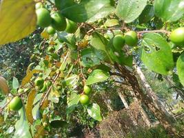 maçã de macaco, papel de parede, comida deliciosa, bela natureza foto