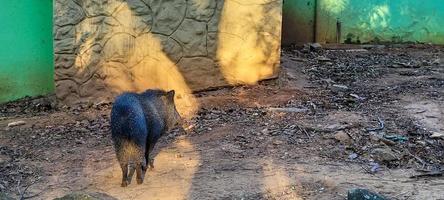 porco selvagem brasileiro conhecido como queixada foto