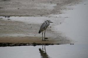 Garça cinza em um canal caçando peixes foto