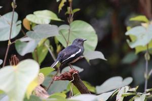 pega oriental robin em um parque foto