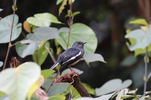 pega oriental robin em um parque foto