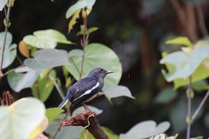 pega oriental robin em um parque foto