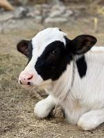 bezerro na fazenda. dentro da fazenda há uma vaca bebê fofa foto