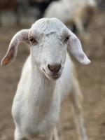 uma cabra olha para você e come nojento foto