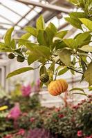 fruta cidra madura em um galho no jardim. conceito de colheita foto