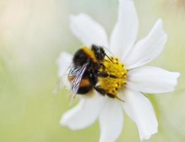 abelha na flor da margarida