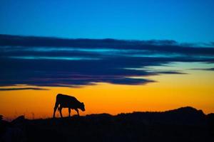 vaca comendo em uma montanha ao pôr do sol foto