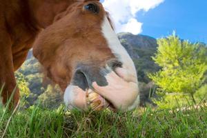 feche a boca do cavalo comendo capim do gramado foto