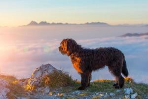 cão pastor preto observa o pôr do sol sobre as montanhas foto