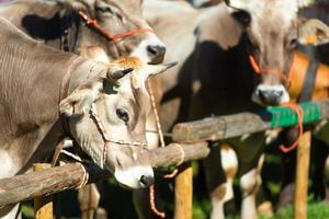 feira bovina nas montanhas italianas do norte da itália foto