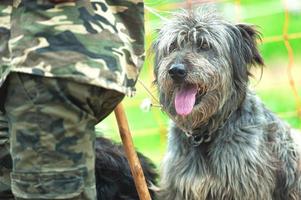 cão pastor de bergamo ao lado de seu mestre foto