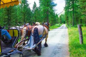 cavalos de carruagem em estrada de terra no meio de uma floresta foto