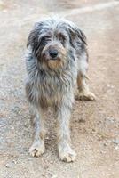 cão pastor bergamasco típico foto