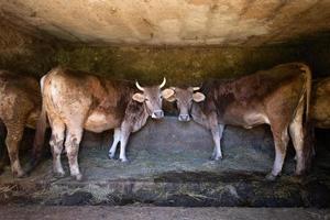 vacas em um estábulo rural no norte da Itália foto