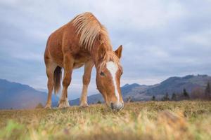 cavalo comendo grama no campo foto