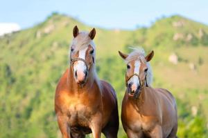 cavalo e égua se amam foto