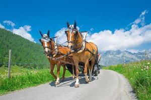 cavalos puxando uma carruagem na estrada da montanha foto