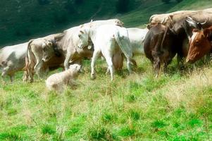 cão pastor de bergamo durante um agrupamento de vacas foto