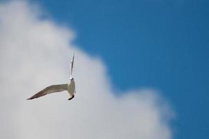 gaivota em voo no céu azul e nuvem branca foto