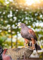 parabuteo unicinctus - harris hawk em um centro animal com patas em uma luva protetora foto