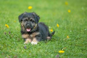 cachorro pastor bergamasco foto