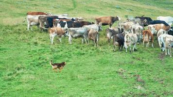 cão pastor em ação com um grupo de vacas alpinas foto