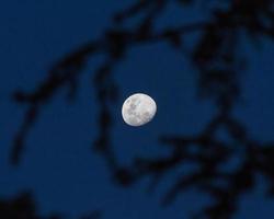 lua cercada por galhos de árvores foto