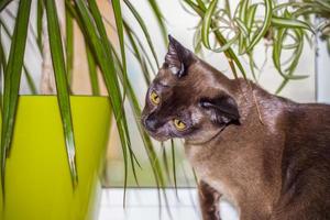 gato birmanês close-up em casa. retrato de um jovem lindo gato marrom. foto