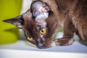 gato birmanês close-up em casa. retrato de um jovem lindo gato marrom. foto