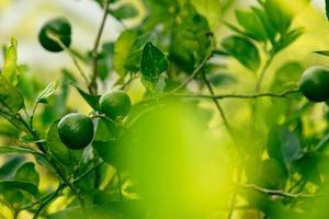 limão verde maduro na pequena árvore perene foto