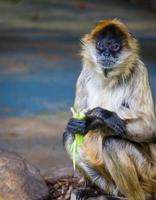 macaco com comida nas mãos foto